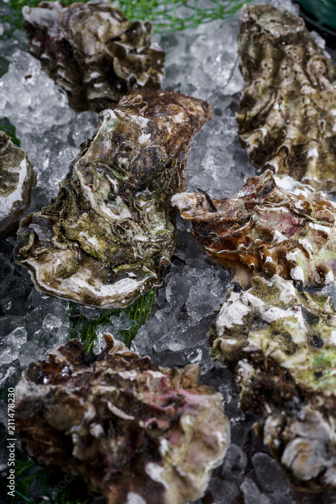 oysters oysters