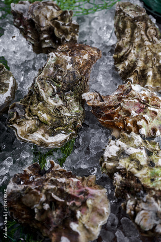 oysters