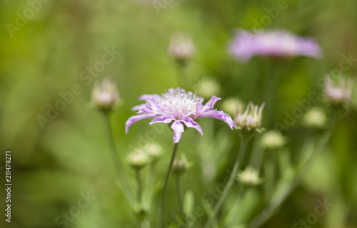 Flora of Gran Canaria - Pterocephalus dumetorum , Mountain scabious