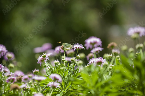 Flora of Gran Canaria - Pterocephalus dumetorum , Mountain scabious photo