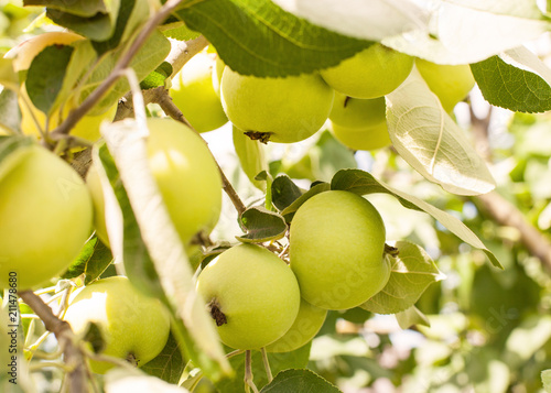 Macro of delicious, ripe apples - white pouring on a branch in summer in the garden