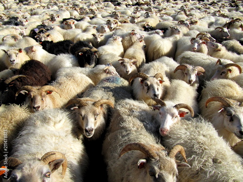 grupowanie owiec w stada - Islandia