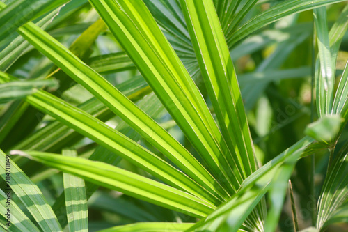 green plam leaf in the sunny day