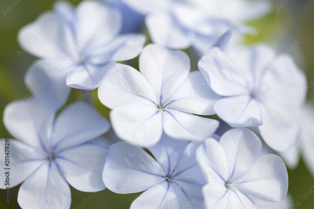 blue plumbago background blue plumbago background