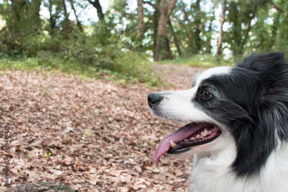 BEAUTIFUL PORTRAIT OF BORDER COLLIE DOG PROFILE ON NATURAL FOREST BACKGROUND