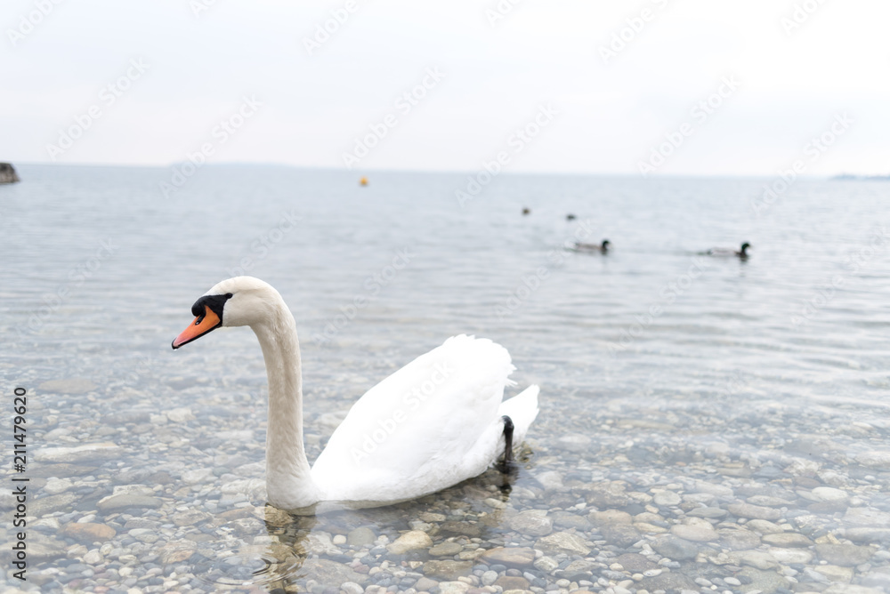 Obraz premium Swans float on the lake