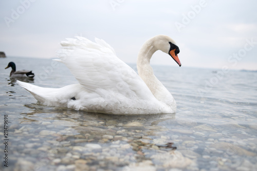 Swans float on the lake