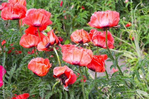 Fototapeta Naklejka Na Ścianę i Meble -  Poppy Flower 
