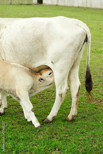 Hungarian cow and calf. A small calf drinks cow's milk.