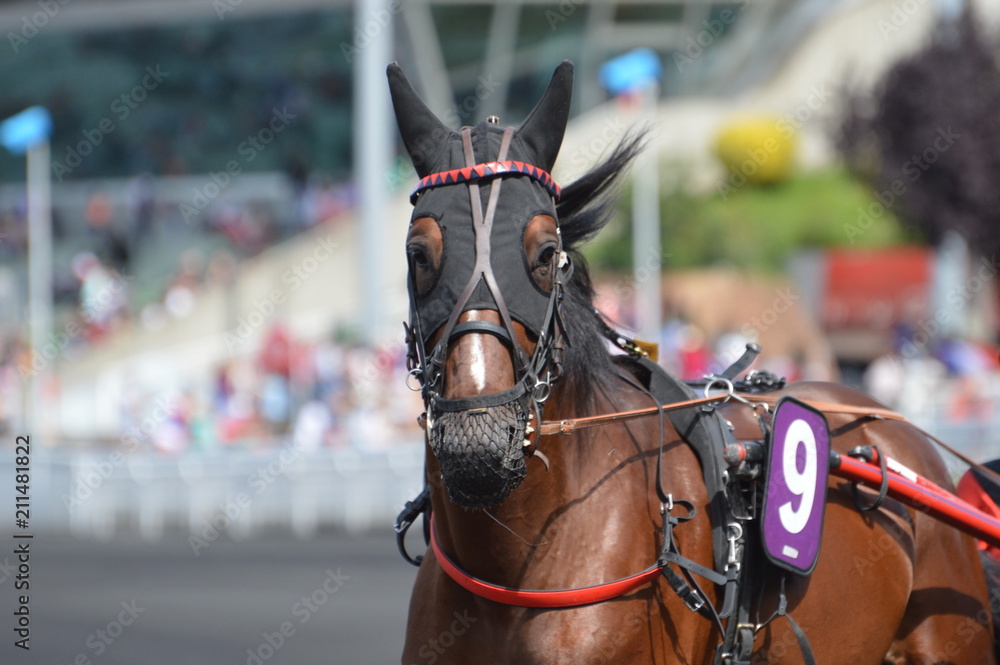 Obraz premium cheval de courses