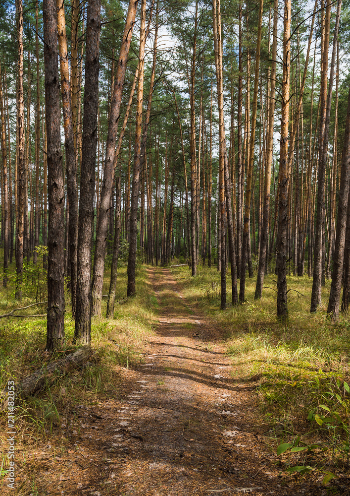 Obraz premium Road in the forest