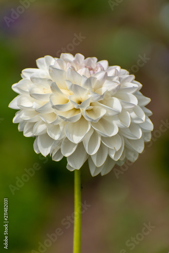 Fototapeta Naklejka Na Ścianę i Meble -  beautiful Dahlia flower in summer time