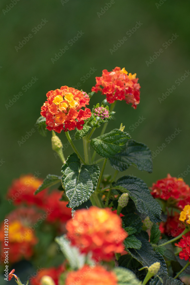 beautiful Lantana Camara flower in summer time beautiful Lantana Camara flower in summer time
