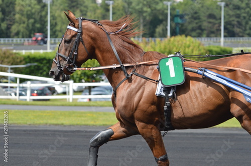 Fototapeta Naklejka Na Ścianę i Meble -  cheval de courses