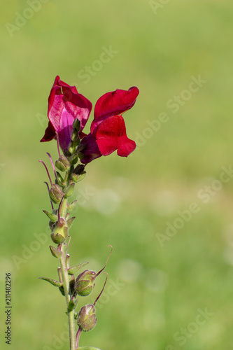 beautiful Antirrhinum Majus flower in summer time