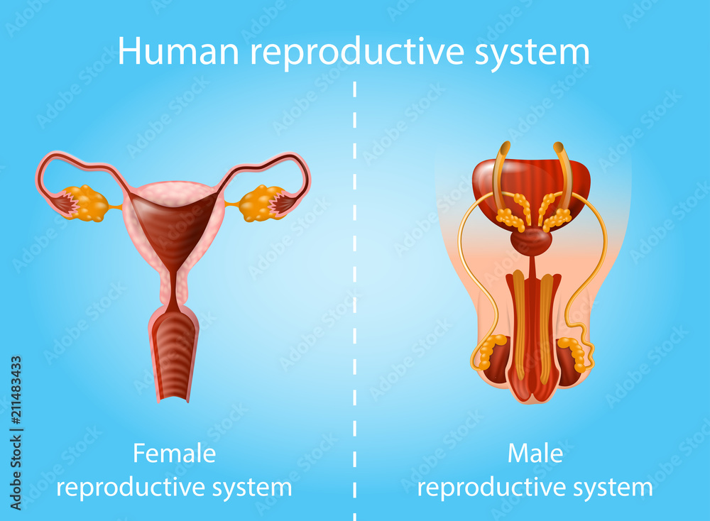 Reproduce System Human Reproductive System Vector Anatomy Scheme Stock Vector | Adobe Stock