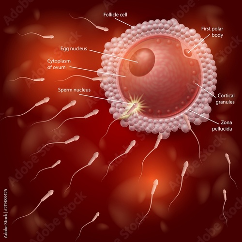 Human Natural Fertilization Process Vector Chart
