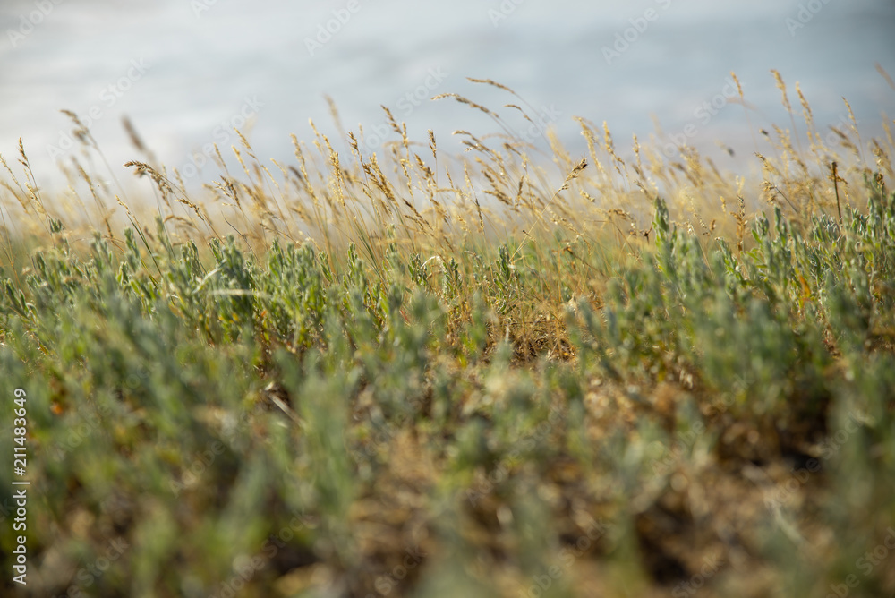 wild grass on a blue sea background
