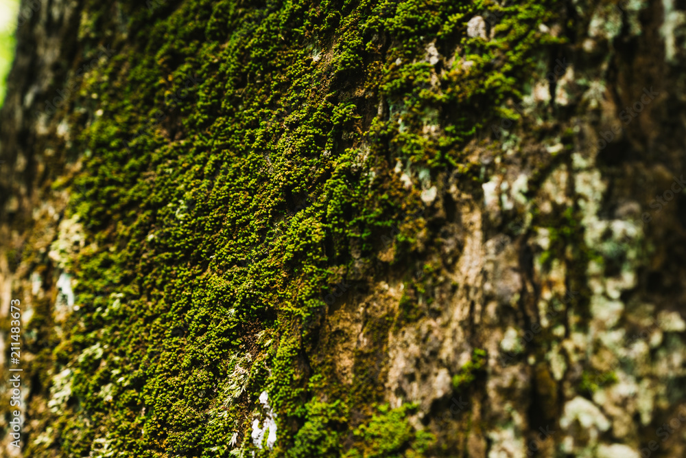 Green moss on tree trunk. Green moss on tree trunk.