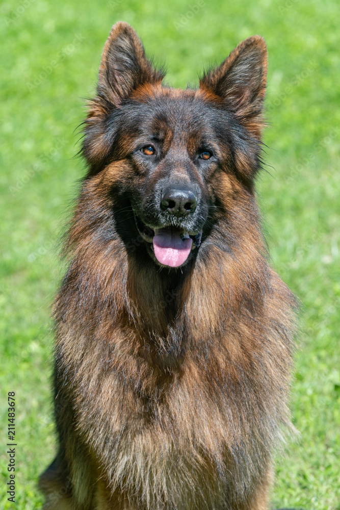 German Shepherd sitting on the green grass German Shepherd sitting on the green grass