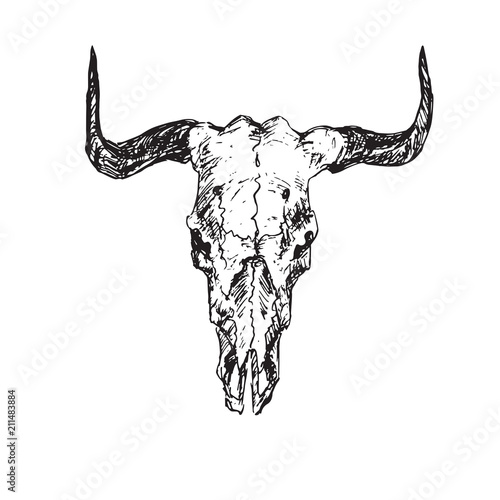 Skull of bull with horns, hand drawn ink doodle, sketch, vector outline illustration