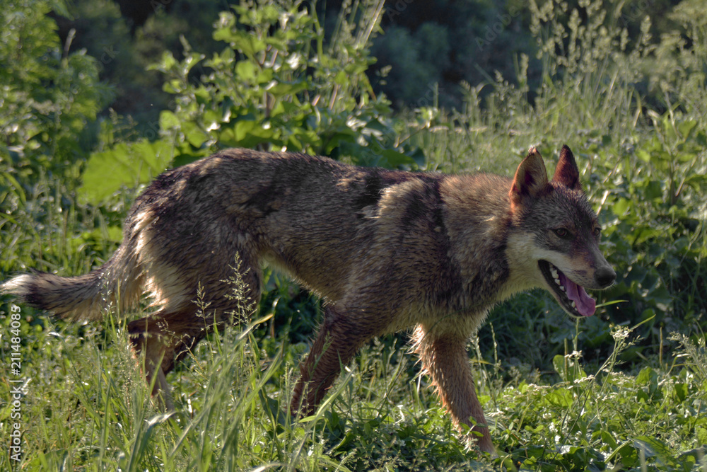 Fototapeta premium wolf