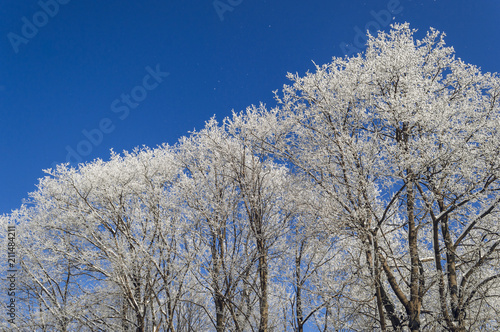 Trees in the frost © babkinphoto