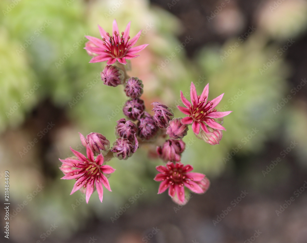 Fototapeta premium Common Houseleek (Sempervivum tectorum) flower, also known as Hens and Chicks