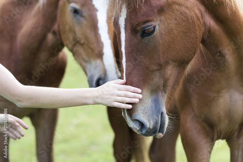 Close-up of young woman hand caressing beautiful chestnut horse head on blurred green sunny summer background. Love to animal, care, tenderness, friendship, faithfulness and farming concept.