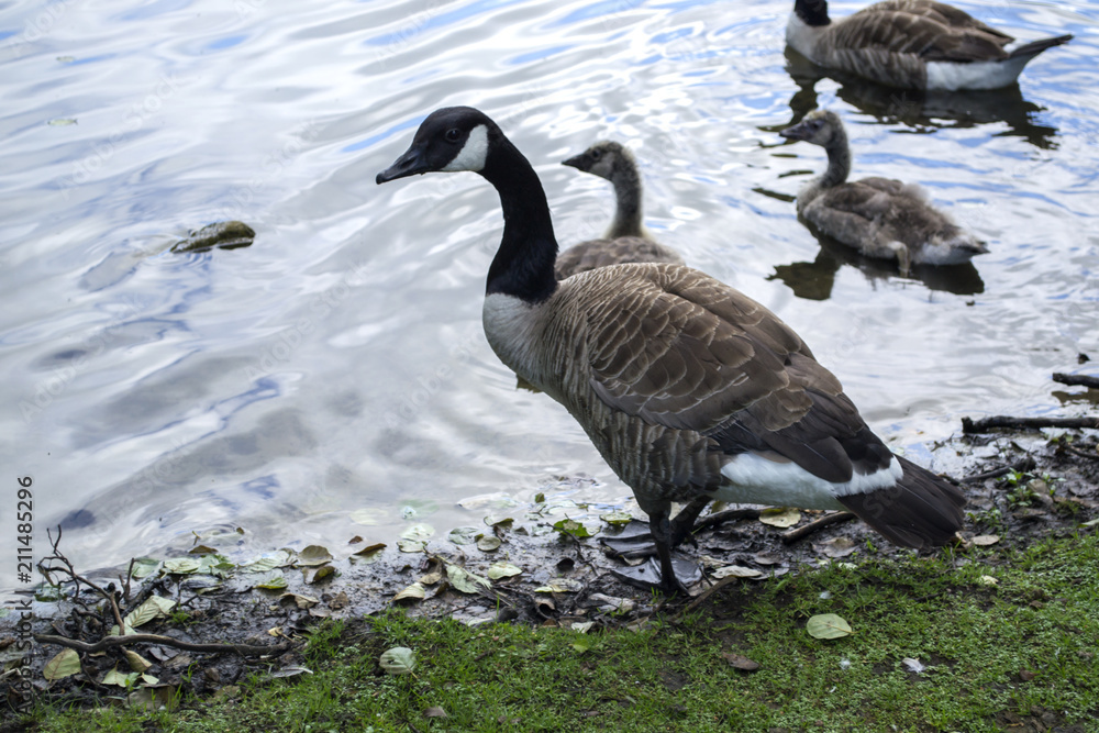 Fototapeta premium Canadian geese family by the lake in the forest