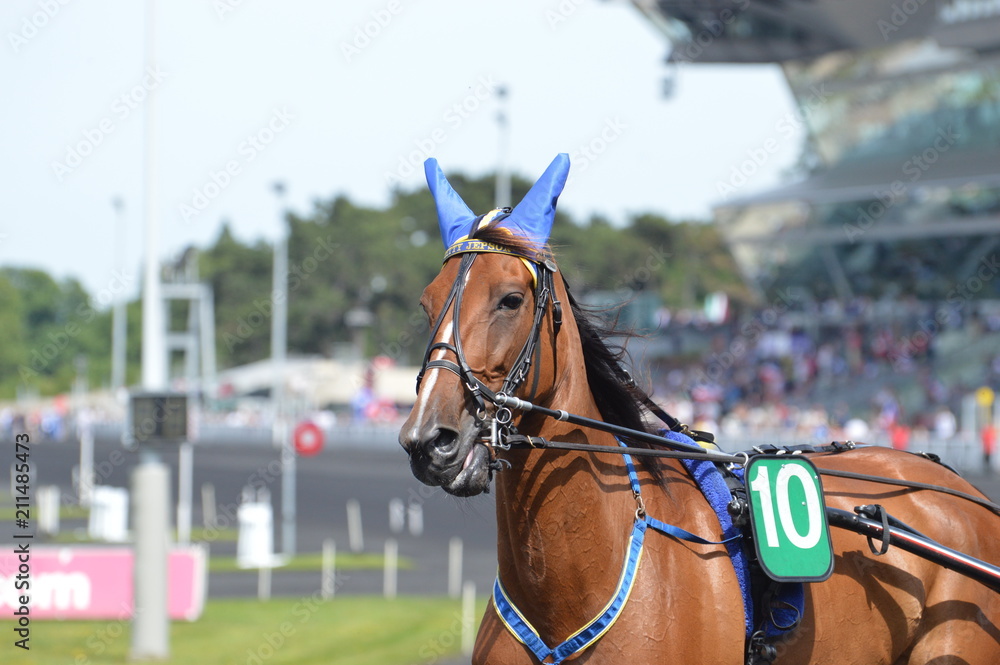 Obraz premium cheval de courses