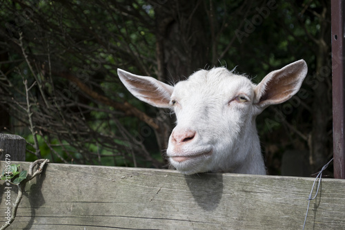 Funny face of goat in the farm. Countryside.