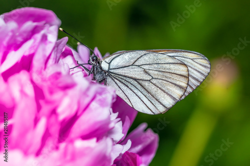 Butterfly with white wings sitting on peony © Dobrydnev