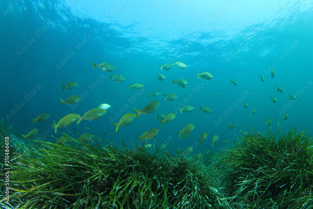 Underwater sea grass and blue ocean  