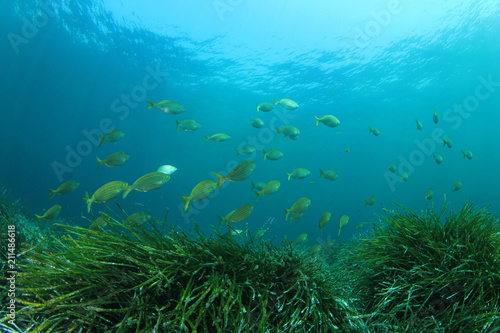Underwater sea grass and blue ocean   © Richard Carey