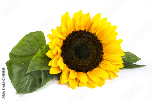 Fototapeta Naklejka Na Ścianę i Meble -  Close up of a beautiful sunflower in bloom with green leaves isolated on white background
