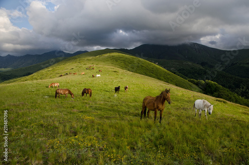 A mountain summer landscape with a herd of horses grazing on the green meadow before the rain. 