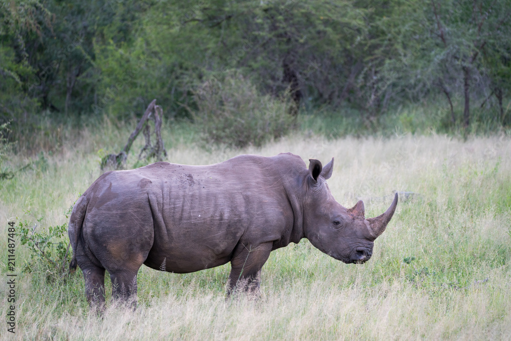 Obraz premium Nashorn in Südafrika