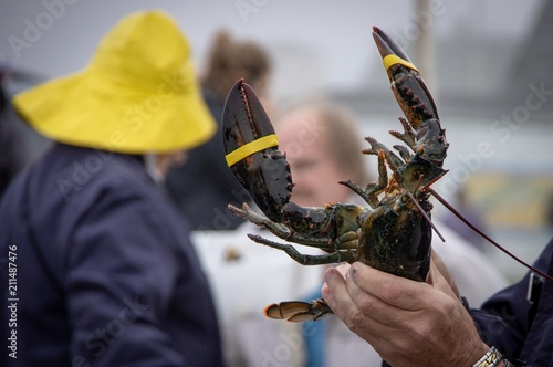 Fishingman holding live lobster with tourist and other lobster men in background photo