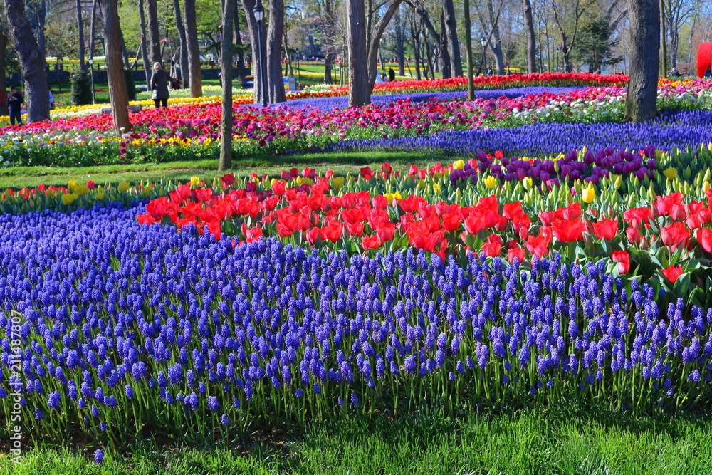 Hyacinths and flowers in a garden