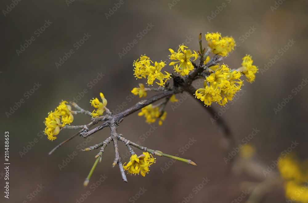 Beautiful blooming branch of a shrub in yellow. Birth a new nature life, sign of spring. Beautiful bokeh background. Beautiful blooming branch of a shrub in yellow. Birth a new nature life, sign of spring. Beautiful bokeh background.