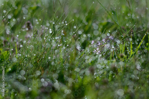 Fresh green spring grass with dew drops closeup. A beautiful bokeh background.