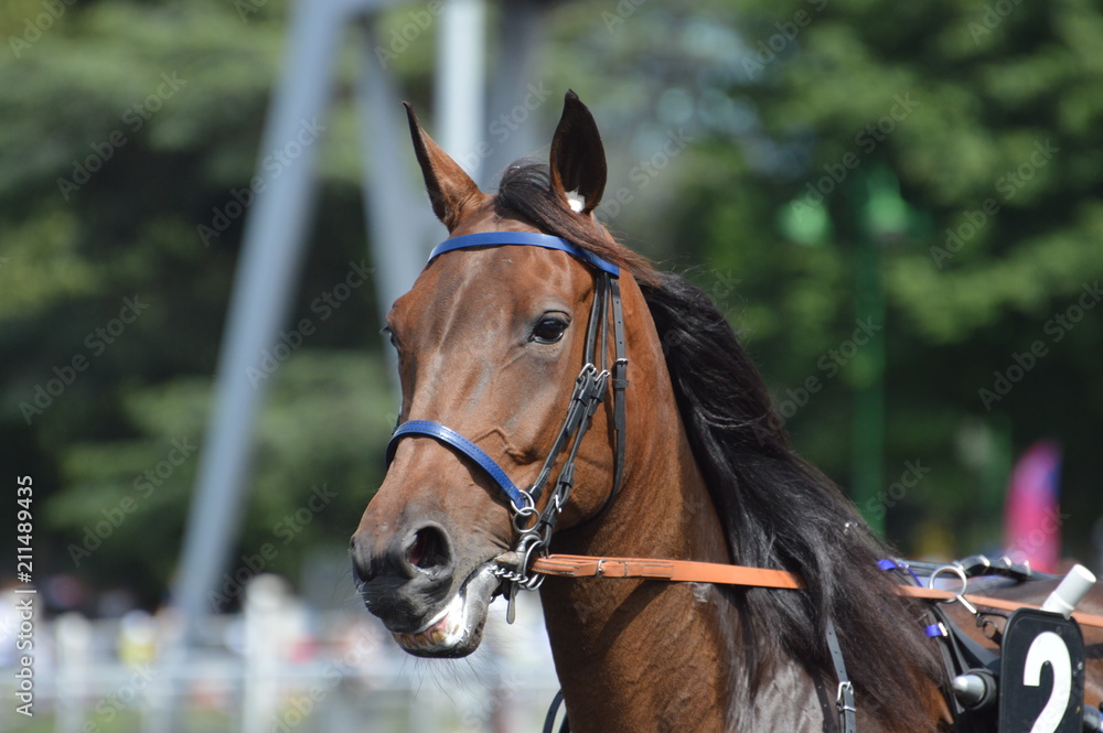 cheval de courses