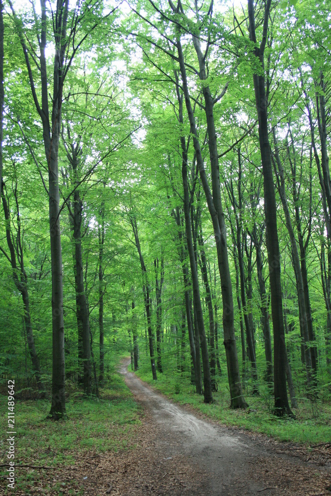 Forest in the summer, a tourist trail through a fir forest in the Świętokrzyskie Mountains Forest in the summer, a tourist trail through a fir forest in the Świętokrzyskie Mountains