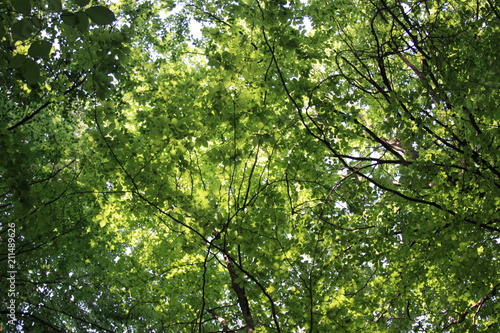 Zielone li  cie drzewa na tle nieba