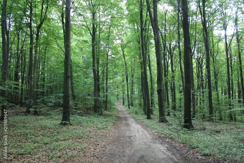  Forest in the summer, a tourist trail through a fir forest in the Świętokrzyskie Mountains © Monika