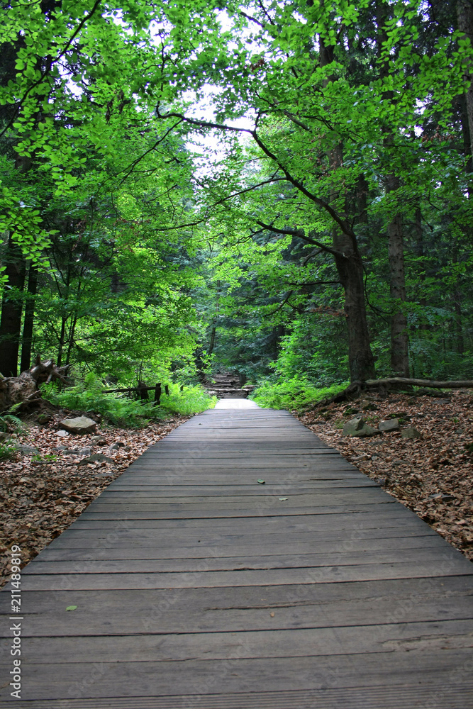 Wooden walkway through the forest, walking trail, Świętokrzyskie Mountains