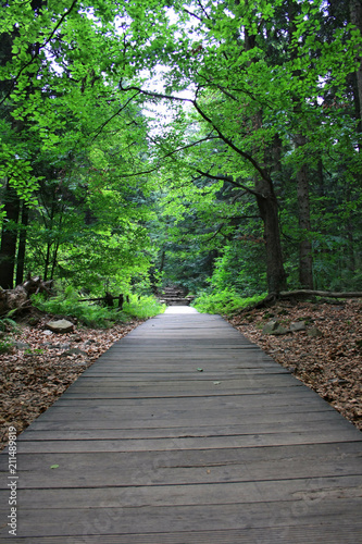 Wooden walkway through the forest  walking trail    wi  tokrzyskie Mountains