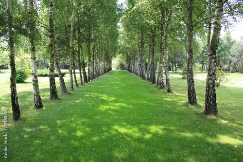 Obraz Brzozowa aleja