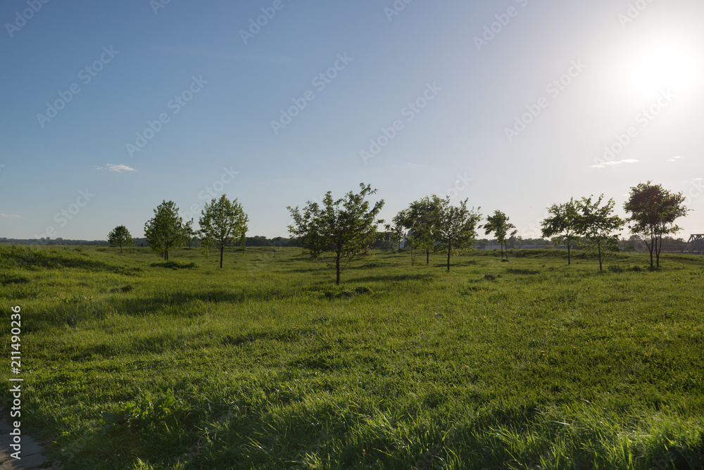 Fototapeta premium Field and several young trees